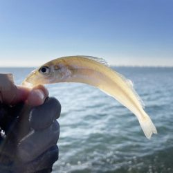 いつまでキスは釣れるかな?ついに落ちギス来るか。